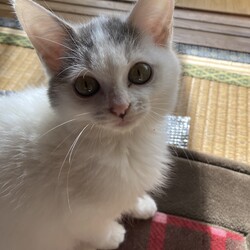 体重の増えない子猫