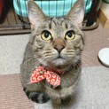 キジトラカヌレちゃん