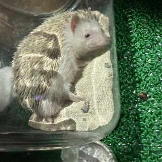 1歳の人なつこい女の子