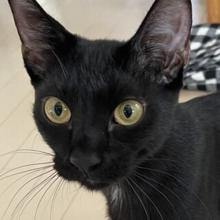 スレンダーなオリエンタル美人黒猫☆キキちゃん❣️