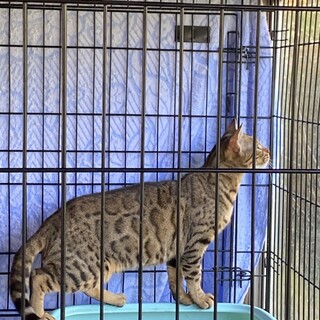 カッコいいベンガル♀