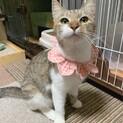 人馴れ抜群！❤️キジ白ビスコちゃん