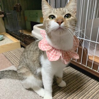 人馴れ抜群！❤️キジ白ビスコちゃん