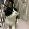白黒のハチワレ サムネイル2
