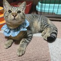 甘えん坊キジトラ男子❤️爽くん