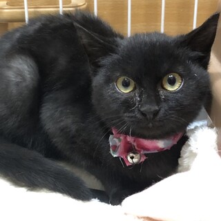 丸顔・丸目の1.4キロ子猫！避妊手術ワクチン済み