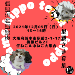 teamしっぽ譲渡会