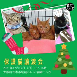 teamしっぽ譲渡会