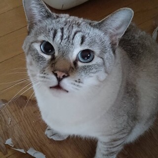 5月1日★堺市里親会★ダマくん