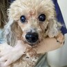 お目目クリクリ！おとなしく穏やかな美犬トイプー サムネイル2