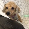 お目目クリクリ！おとなしく穏やかな美犬トイプー サムネイル3