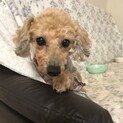 お目目クリクリ！おとなしく穏やかな美犬トイプー