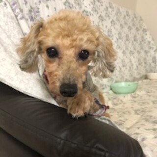 お目目クリクリ！おとなしく穏やかな美犬トイプー