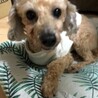 お目目クリクリ！おとなしく穏やかな美犬トイプー サムネイル6
