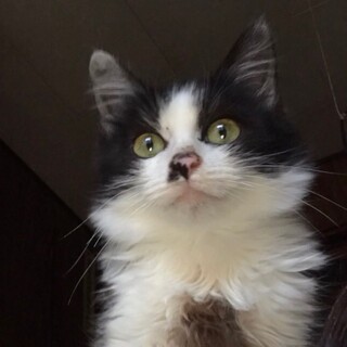 トライアル決定　肩乗り出来るモフモフ君❤️