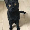 スリゴロの甘えんぼ黒猫女の子5月初め生まれ