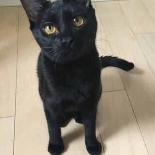 スリゴロの甘えんぼ黒猫女の子5月初め生まれ