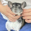 チンチラ（グレー）男の子 2匹の里親募集