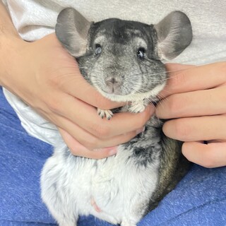 チンチラ（グレー）男の子 2匹の里親募集