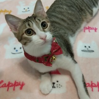 ずっとのおうち決定！おてんば娘りんかちゃん(^^)