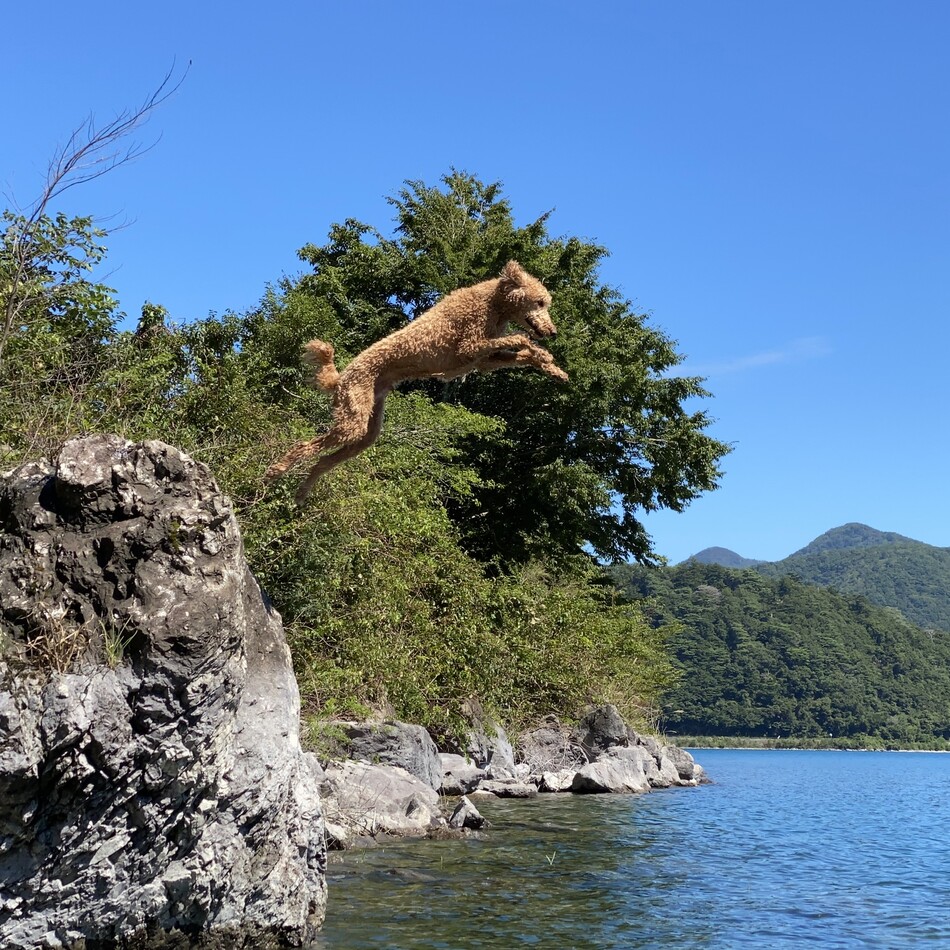 ハニーさんのカバー写真