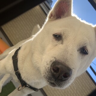 懐く人と懐かない人がいます 静岡県 犬の里親募集 ペットのおうち 月間利用者150万人