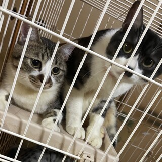 雑種　　男の子です。　（代理投稿）