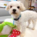 抱っこ大好き！とびっきりの甘えん坊さん♪マルチーズ