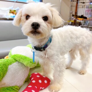 抱っこ大好き！とびっきりの甘えん坊さん♪マルチーズ