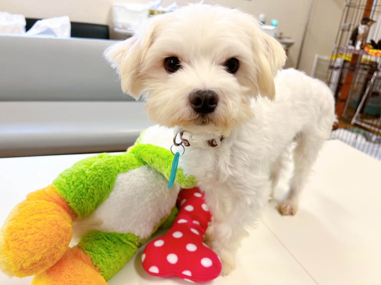 控えめな雰囲気で優しいマ 埼玉県 犬の里親募集 ペットのおうち 月間利用者150万人