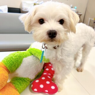 控えめな雰囲気で優しいマルチーズ♪ 甘えん坊さん♪