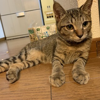 元気いっぱいキジトラの男の子です。