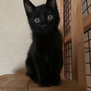 とっても可愛い黒猫の男の子です。