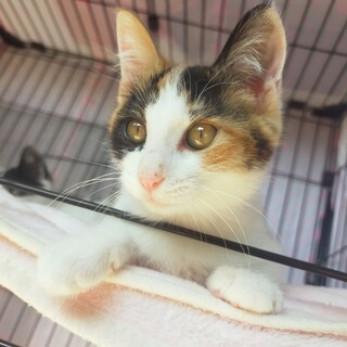 甘えん坊ミケちゃん