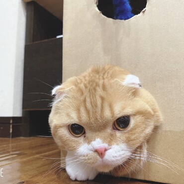 まるお　ダンボールloveです