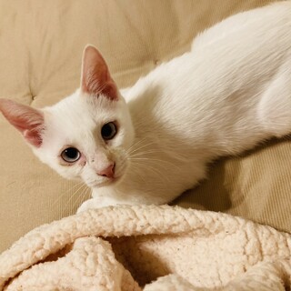 誰とでもフレンドリーに遊べる。4か月のしらたま。