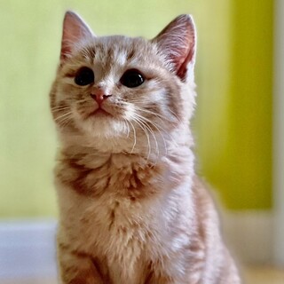 もふすかや♡家族ができました