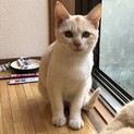 ☆薄い茶トラくん4ヶ月☆④