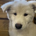 ずっとの家族を探しています。