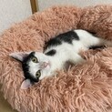 ちょっとビビりだけどすぐにゴロゴロ甘えん坊くん。