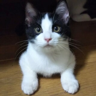 お眼目が可愛い、黒白ハチワレの仔猫！