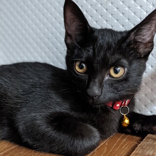 マイペース黒猫れもん