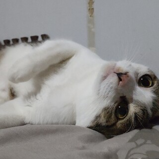猫との生活が初めての方にお勧め☆癒し系にゃんこ