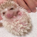 ハリネズミ