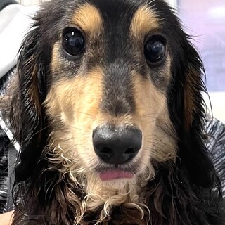 21-M756　天真爛漫♪ラルド君4.4㎏