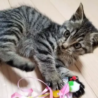 急募！ママとはぐれたイケメン♡キジトラの男の子♡