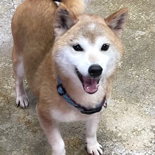 21-W770　可愛い柴のお嬢さんです♪