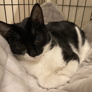 牛柄模様のうーちゃん