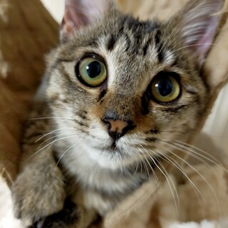 人が大好き♡可愛い性格のベタ馴れキジトラ女の子