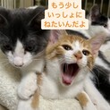 甘えん坊の可愛い三兄弟